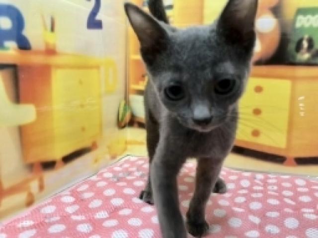 ロシアンブルー