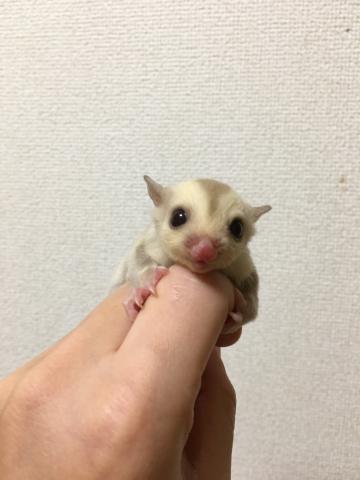 フクロモモンガ クリミノ