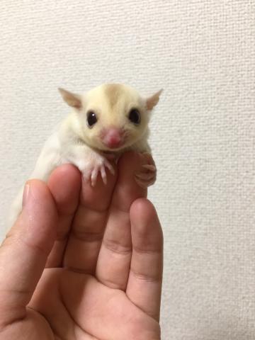 フクロモモンガ クリミノ