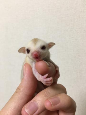 フクロモモンガ クリミノ