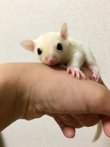 フクロモモンガ リューシ