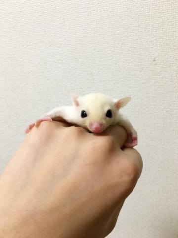 フクロモモンガ リューシ