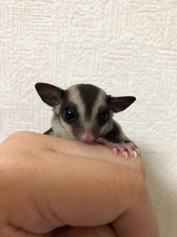 フクロモモンガ クラシック