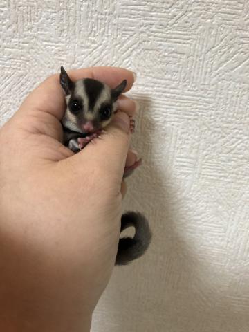 フクロモモンガ クラシック