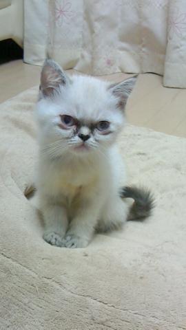 エキゾチックショートヘアー