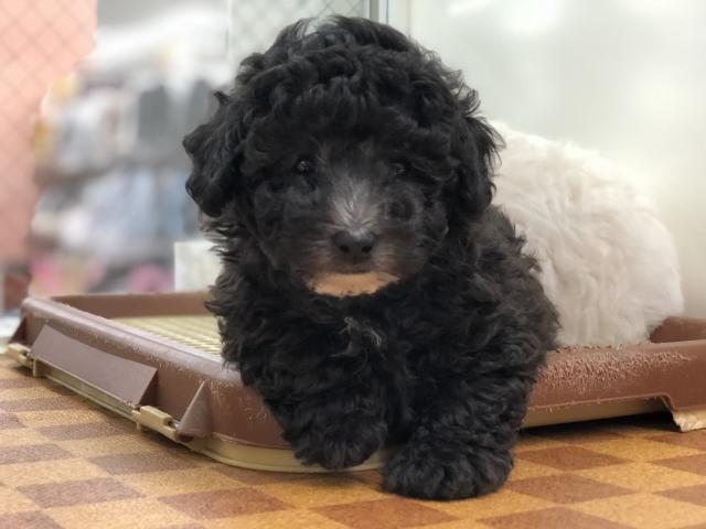 トイプードル