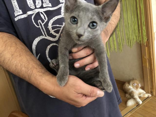 ロシアンブルー