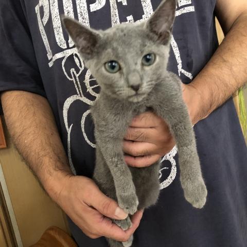 ロシアンブルー