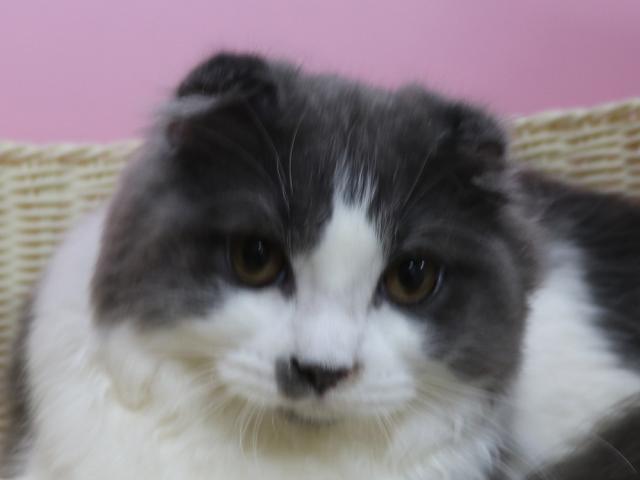 スコティッシュフォールド