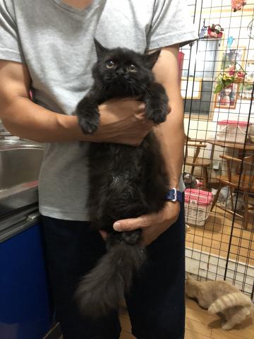 ミヌエット（旧ナポレオン）