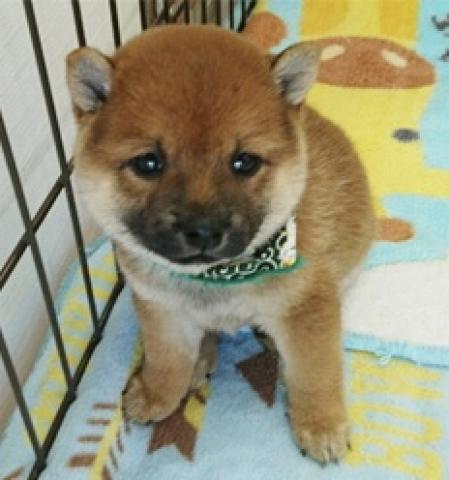 柴犬豆柴 ぱぴぷぺっと