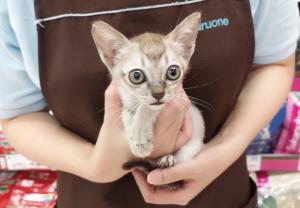 シンガプーラ ☆希少な極小猫!☆