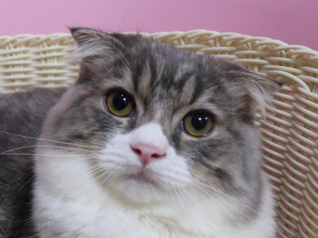 スコティッシュフォールド