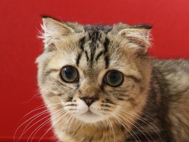 ミヌエット（旧ナポレオン）