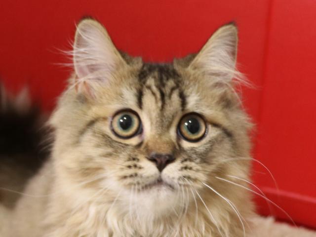 ミヌエット（旧ナポレオン）