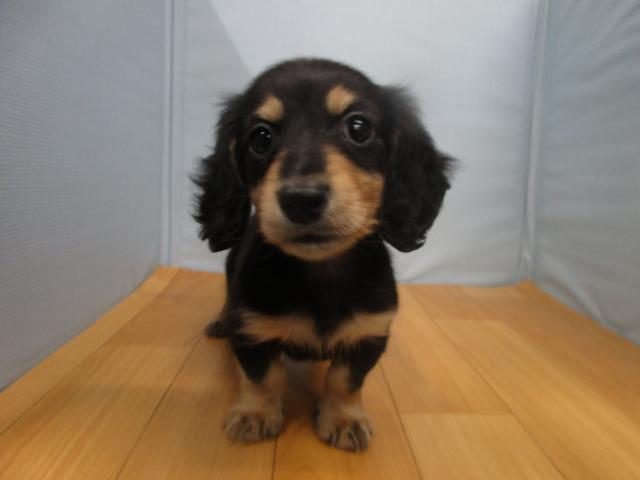 ミニチュアダックスフンド