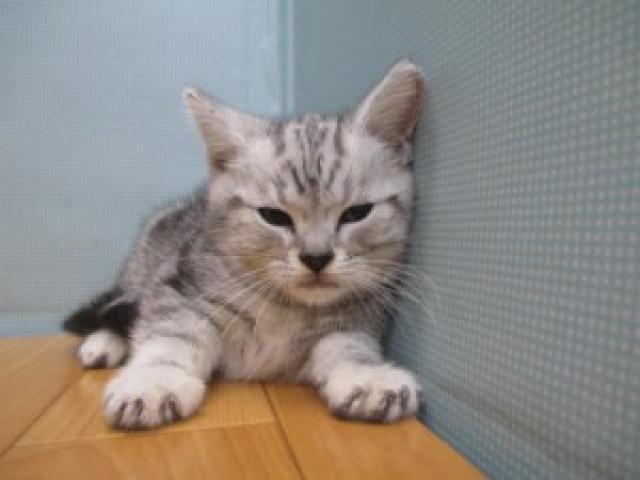 アメリカンショートヘアー