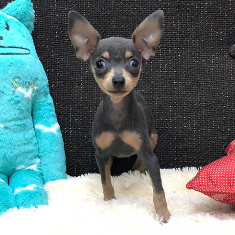 ミニチュアピンシャー