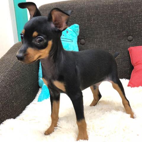 ミニチュアピンシャー