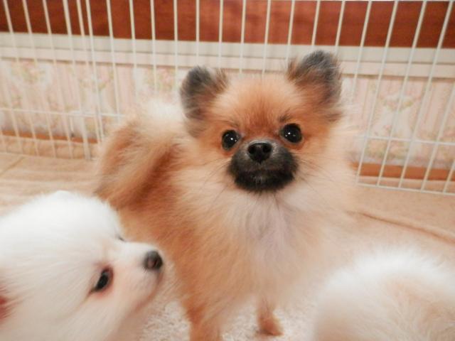 ポメラニアン