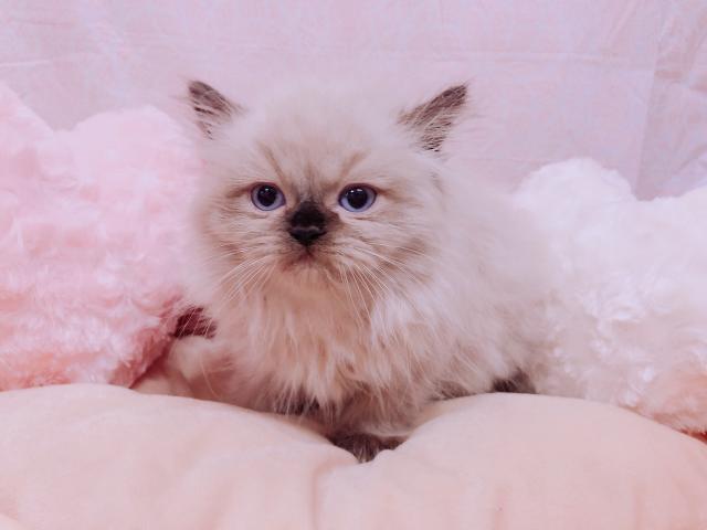 ペルシャ・ヒマラヤン