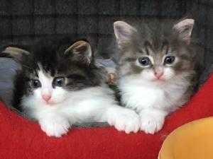 Smile Fairy Cat’s(ノルウェージャン専門ブリーダー)