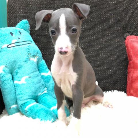 イタリアングレーハウンド