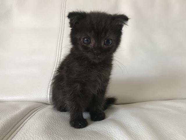 マンチカン【折れ耳】