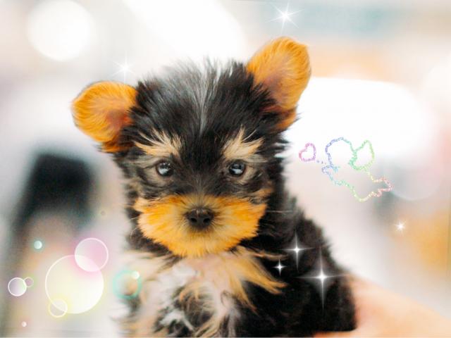 ヨークシャーテリア