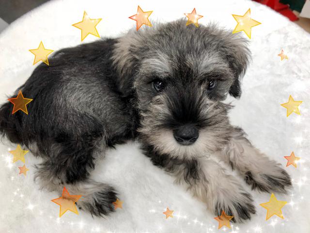 ミニチュアシュナウザー