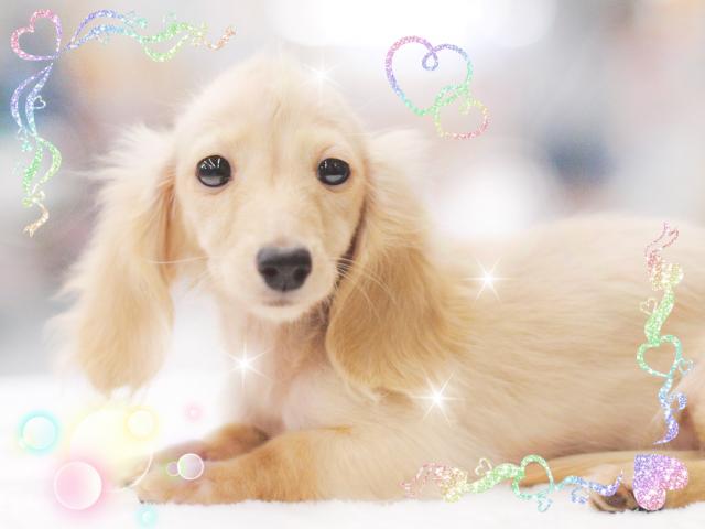 カニンヘンダックスフンド