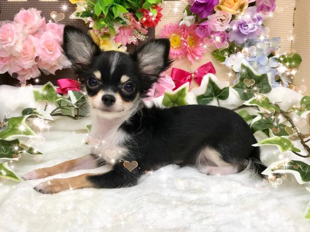 チワワ（ロングコート）