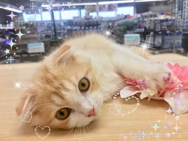 スコティッシュフォールド