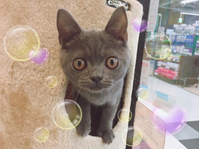 ブリティッシュショートヘア