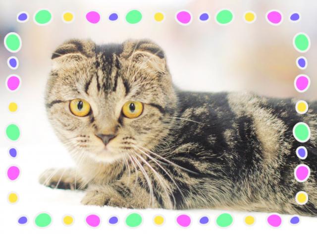 スコティッシュフォールド