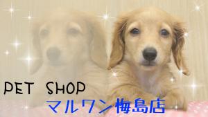 マルワン 梅島店(東京都 足立区)