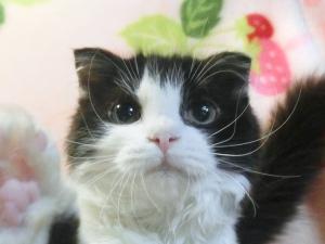 スコティッシュフォールド