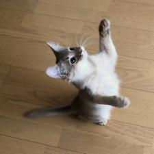 ペットショップパートナー