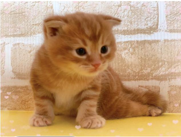 スコティッシュフォールド