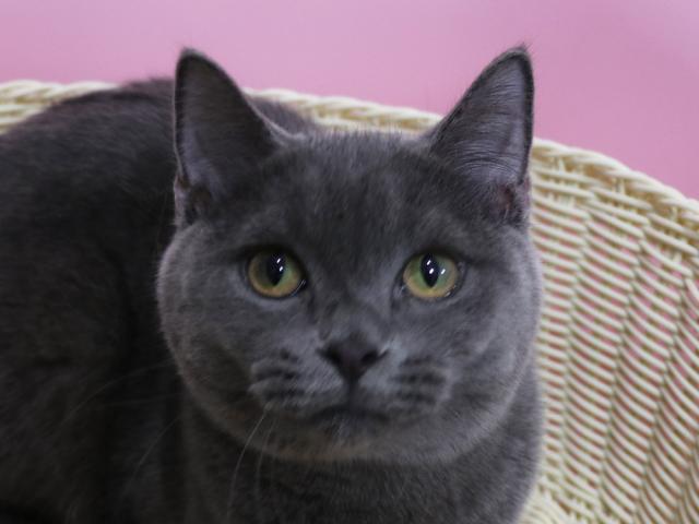 スコティッシュフォールド