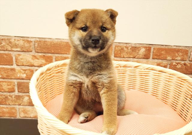 柴犬