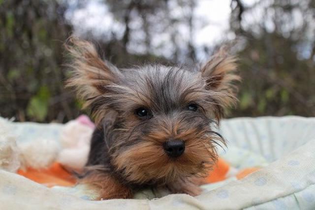 ヨークシャーテリア