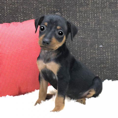 ミニチュアピンシャー