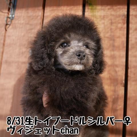 トイプードル