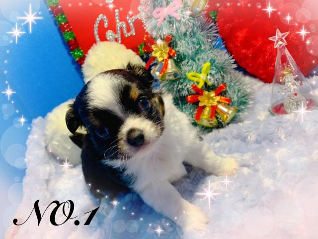 チワワ（ロングコート）