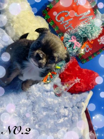 チワワ（ロングコート）