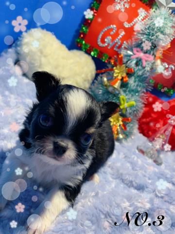 チワワ（ロングコート）