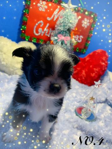 チワワ（ロングコート）