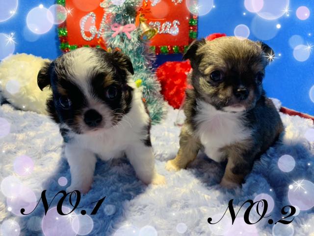 チワワ（ロングコート）