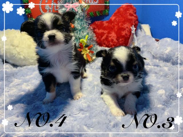 チワワ（ロングコート）